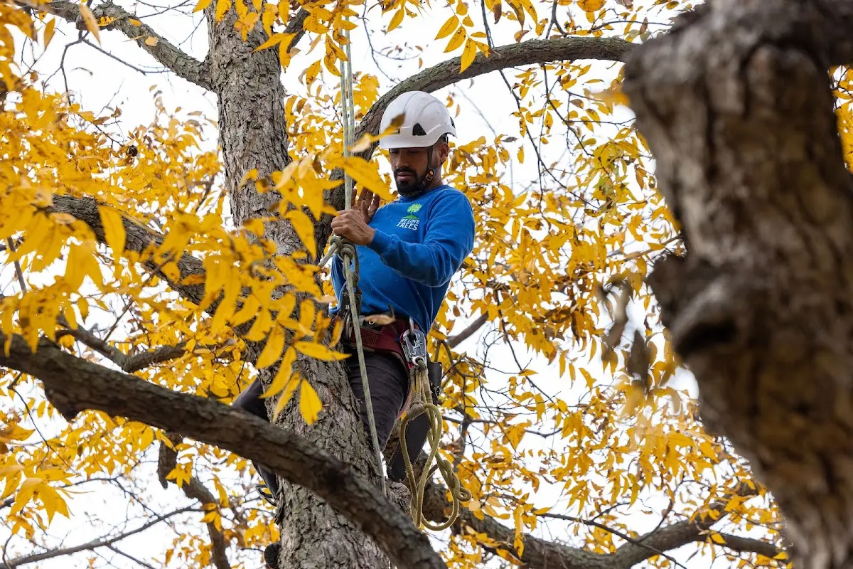 Skilled Storm Damage Cleanup crew working in Pearce